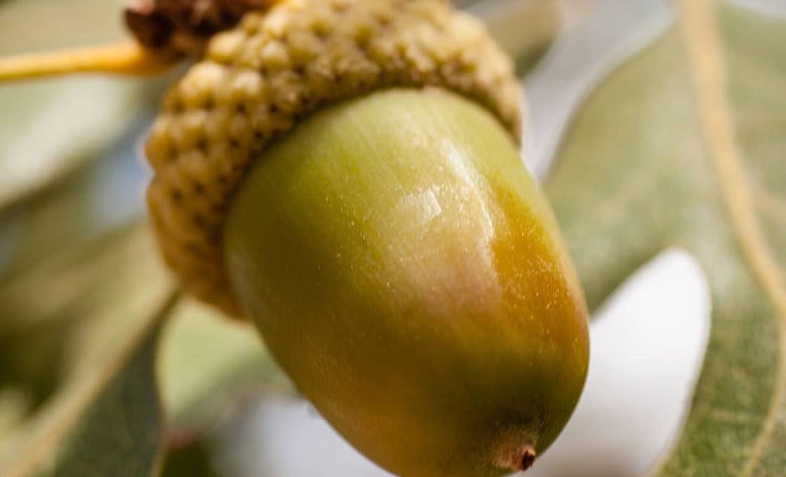 Hudson Oaks Acorn