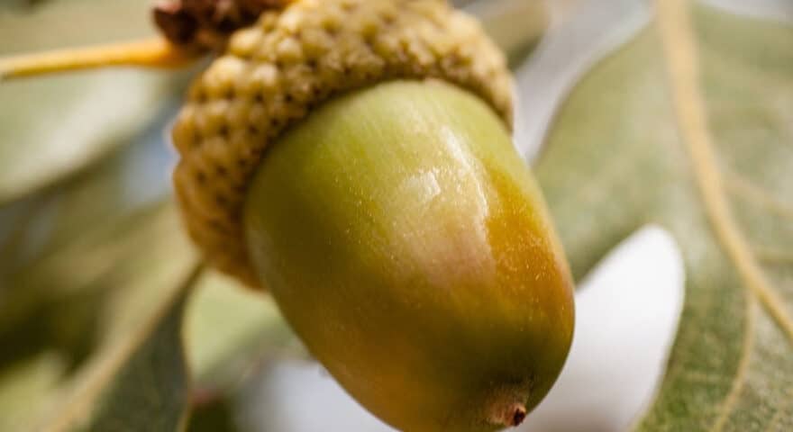 Hudson Oaks Acorn