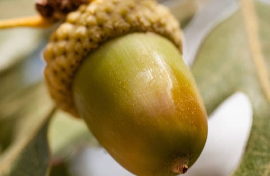 Hudson Oaks Acorn